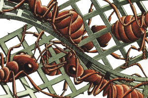 The Mï¿½bius Strip