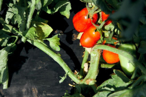 Novamont’s Bioeconomy for Farming