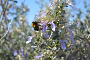 Niccolò Calandri: “Rigenerazione naturale? Ecco come fare”