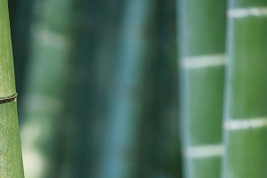 La rivincita del bambù