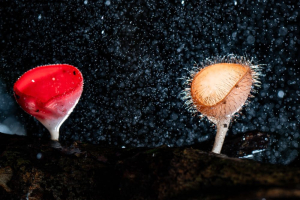 Nature-based Solutions amid science and economy: interviews from RM53