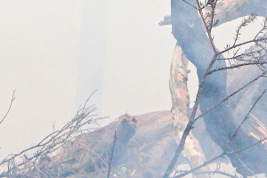 What is the Real Cost of Palm Oil Production?