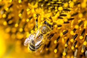3Bee, la nature-tech company che censisce la biodiversità