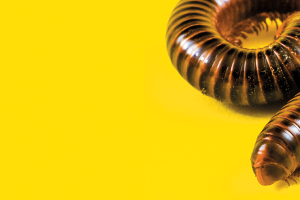 Earthworms vs. Ecomafia