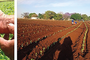 Solaris Tobacco Crop, a New Hope to Power Africa's Biofuel Jetliners