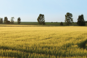 The Soil's Perspective