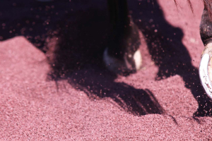 Horses Prefer Rubber