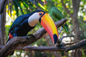 COP16 Colombia 2024 Biodiversity: how to participate (also online) and which events to follow