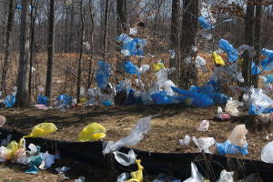 A Ban Spurs the Launch of the Bioeconomy in Italy: the Case of Shopping Bags