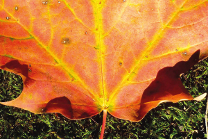 All Canada's Resources