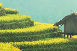 Thailand: A Very Biotech Bioeconomy