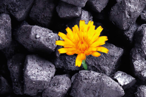 How Green is Your Mine?