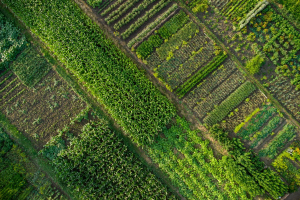 Soil: over 70% of all countries underestimate its importance in mitigation strategies