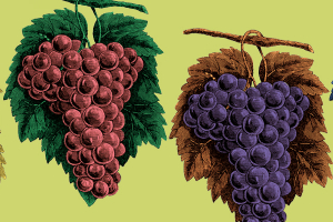 Repairing Your Teeth with a Bunch of  Barbera