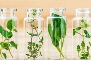 AlpLinkBioEco: dalla canapa al legno alla vinaccia, la bioeconomia circolare in Trentino Alto-Adige