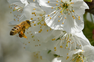 Dallo zucchero al miele, una multifiliera biologica per tutelare la biodiversità