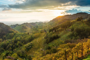 Pacciamatura in Mater-Bi e bioerbicidi per il Prosecco: c’è l’accordo con Novamont