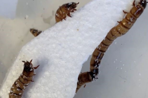 Superworms like styrofoam, and that's great news for plastic recycling