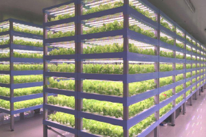 Vertical farming e ortaggi imperfetti: due vie per la sostenibilità della filiera alimentare