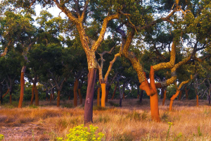 A Heritage Worth Preserving