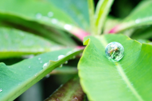 Scientifica VC e Terra Next investono 200.000 euro in PlantBit