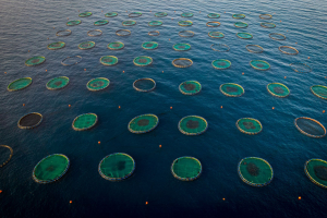 Blue Economy: Zambia protagonista internazionale dell’acquacoltura sostenibile