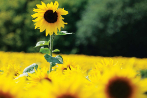 10% of Biofuels Without Giving up a Single Sandwich