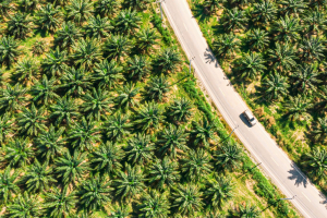 Come il Regolamento EUDR può ridurre la deforestazione e migliorare l’agricoltura