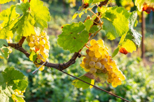 Agricoltura biologica, vendite in crescita ma l’Italia resta indietro nei consumi