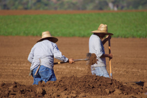Il ruolo fondamentale della diversità del suolo per un'agricoltura sostenibile