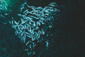 Salmon farming in Iceland: the environmental toll of a growing industry