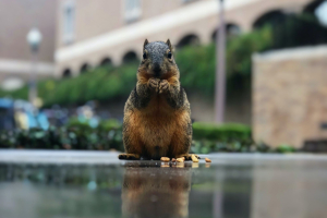 COP28, il significato delle parole più usate dalla diplomazia climatica