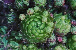 Bioeconomia in Italia, fattore di innovazione e resilienza per le imprese