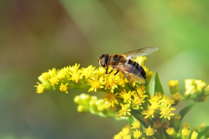 In Francia il primo successo della biodiversity litigation