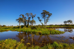 A valuable COP for undervalued wetlands 
