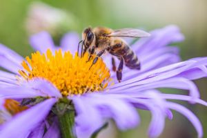 Finanza sostenibile e biodiversità, una guida per gli operatori