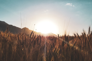 Biocarburanti, dal G20 di Nuova Delhi nasce la Global Biofuel Alliance