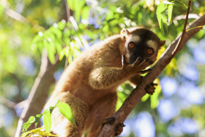 Biodiversità, solo la metà dei paesi rispetta la scadenza dei rapporti nazionali