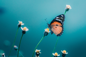 Startup: Pivotal misura la biodiversità con droni e sensori