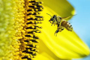 Biodiversità e rigenerazione, 3Bee celebra dieci anni e guarda al futuro