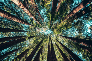 Transizione energetica ed ecologica vanno di pari passo con E.ON