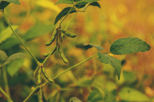 Brasile, le multinazionali della soia lasciano la Moratoria contro la deforestazione