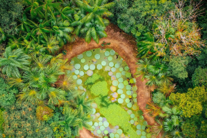 Startup: Restor’s Open Maps Highlight Forest Restoration Potential