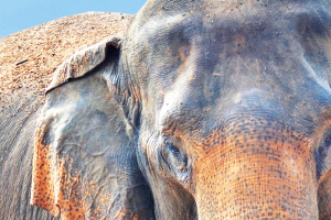 Towards a Crackdown on Food Waste