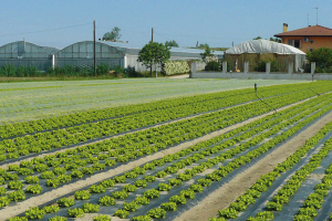 Agriculture's Second Green Life
