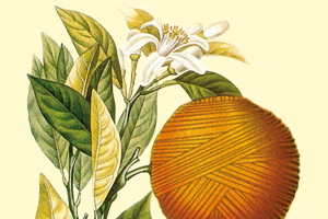 Southern Italy Restarts from Green Chemistry