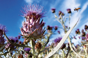 Sardinia: An Alliance between Farmers and Green Chemistry Is Born
