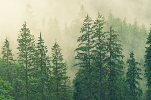 Regeneration: Planting Trees is the Secret Weapon for Reversing the Climate Emergency