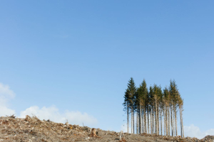 The Rising Risk in Carbon Markets: Who’s Really Carrying It?