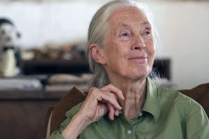 Chi era Jane Goodall, una vita dedicata agli scimpanzé e alla tutela del pianeta
